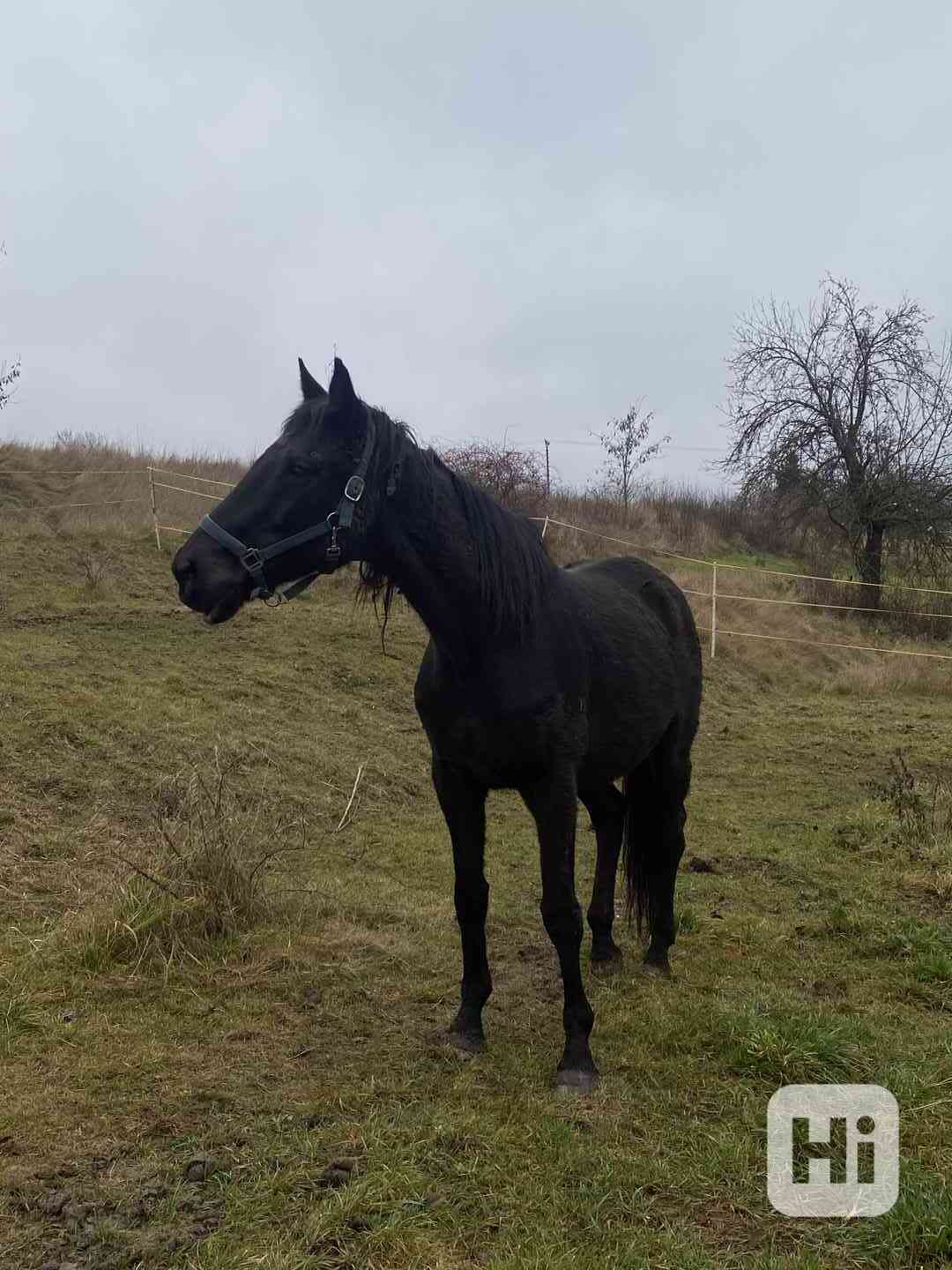 Prodej/výměna koně - foto 1