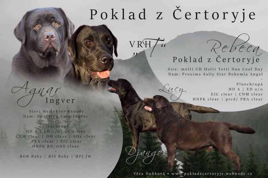 Labradorský retriever s PP - fenečka - foto 5