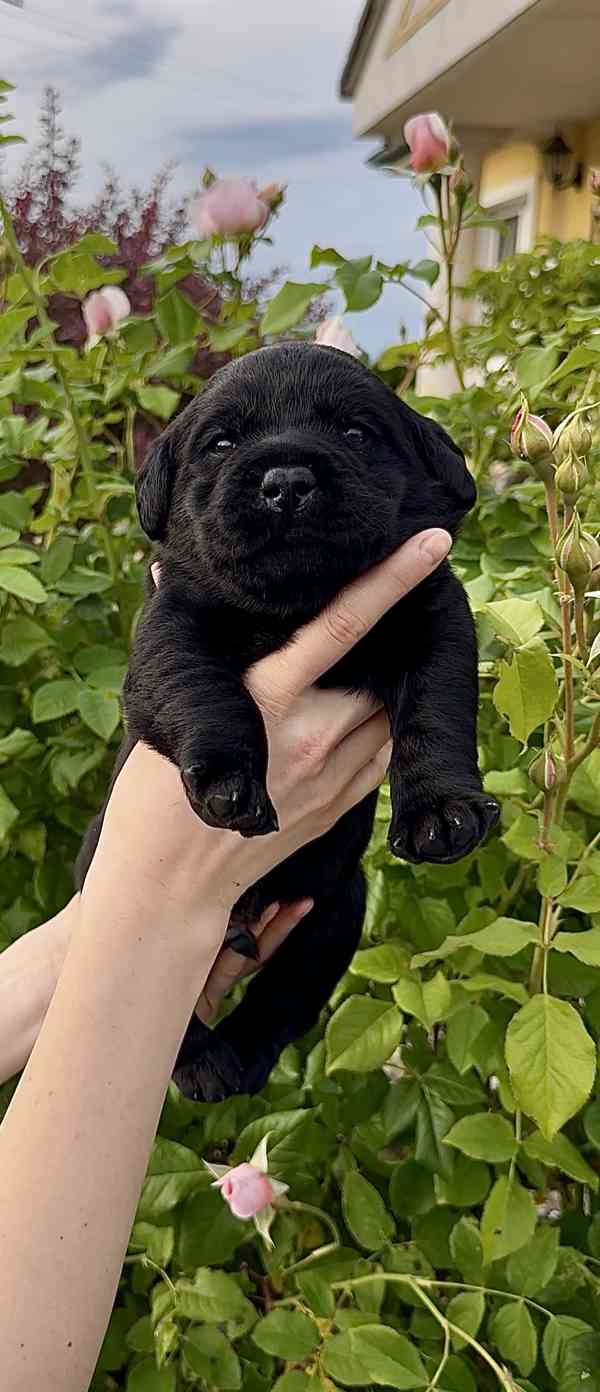 Labradorský Retriever s PP - foto 5