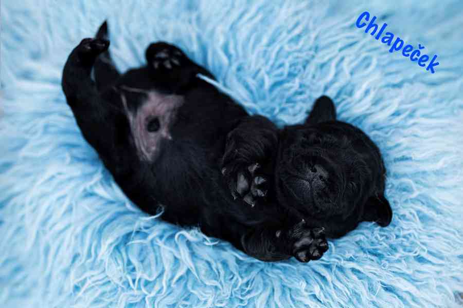 Labradorský Retriever s PP - foto 2