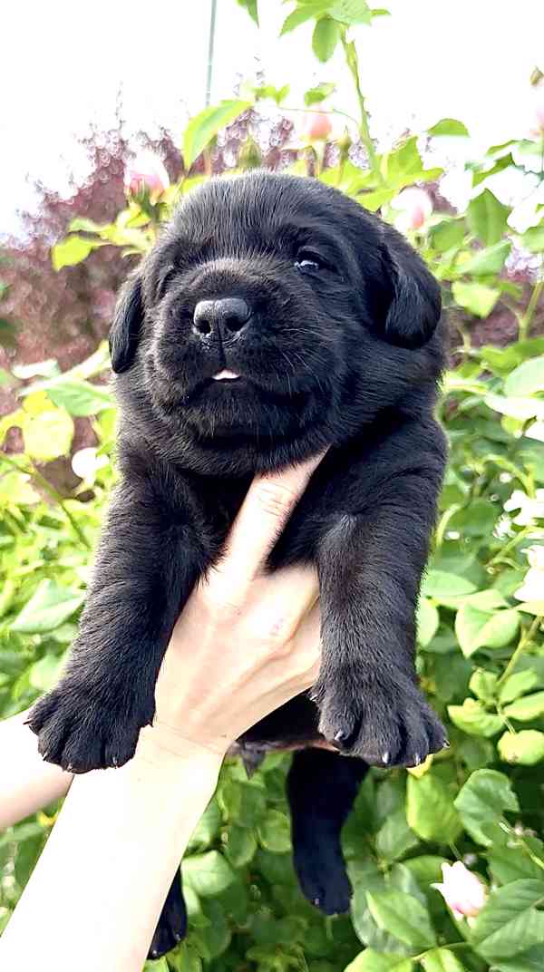 Labradorský Retriever s PP - foto 6