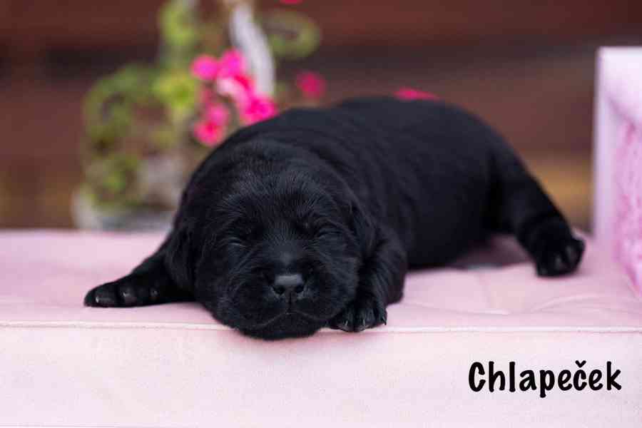 Labradorský Retriever s PP - foto 1