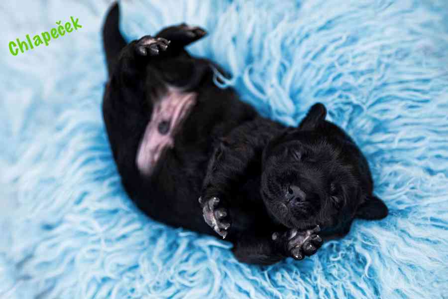 Labradorský Retriever s PP - foto 3
