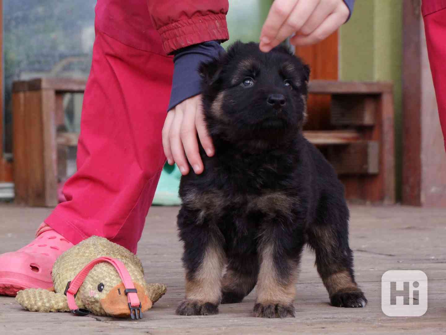 Štěňata NO dlouhosrstá - foto 1