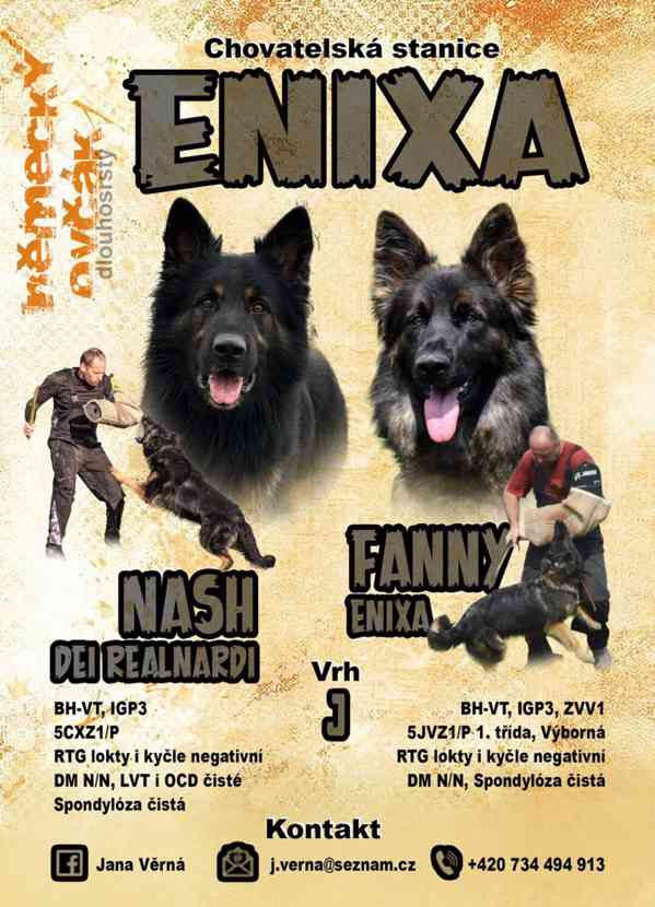 Štěňata NO dlouhosrstá - foto 7