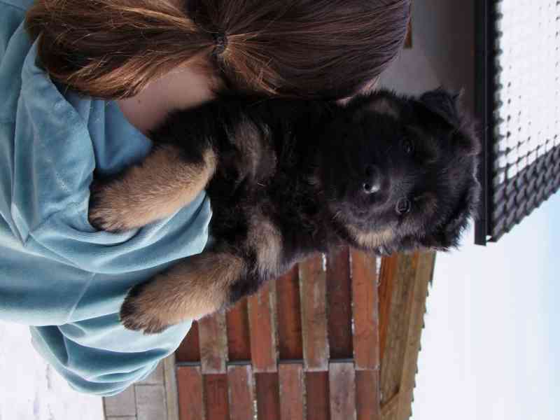 Štěňata NO dlouhosrstá - foto 4