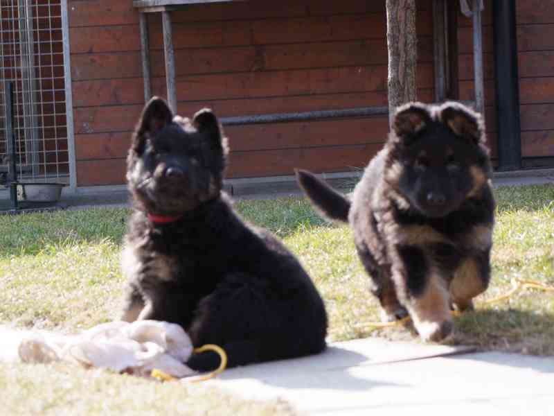 Štěňata NO dlouhosrstá - foto 5