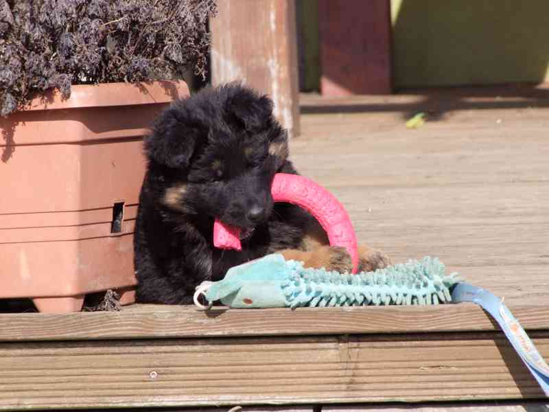 Štěňata NO dlouhosrstá - foto 6