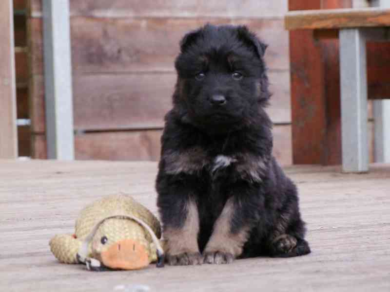 Štěňata NO dlouhosrstá - foto 2