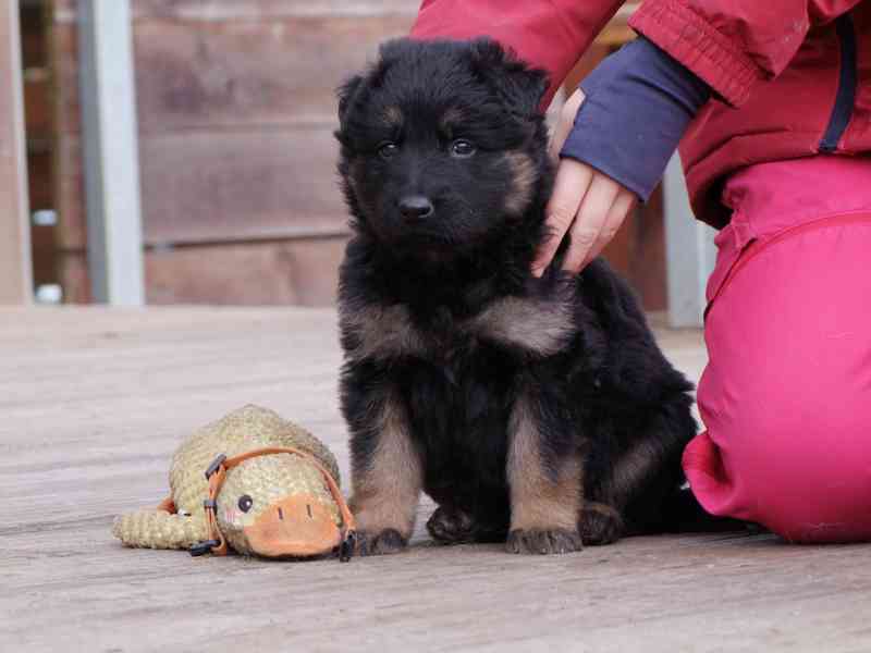 Štěňata NO dlouhosrstá - foto 3