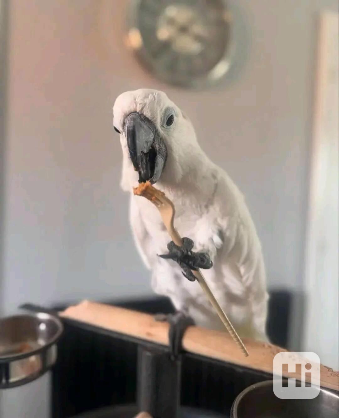 Milý a milující papoušek kakadu hledá nový a starostlivý dom - foto 1