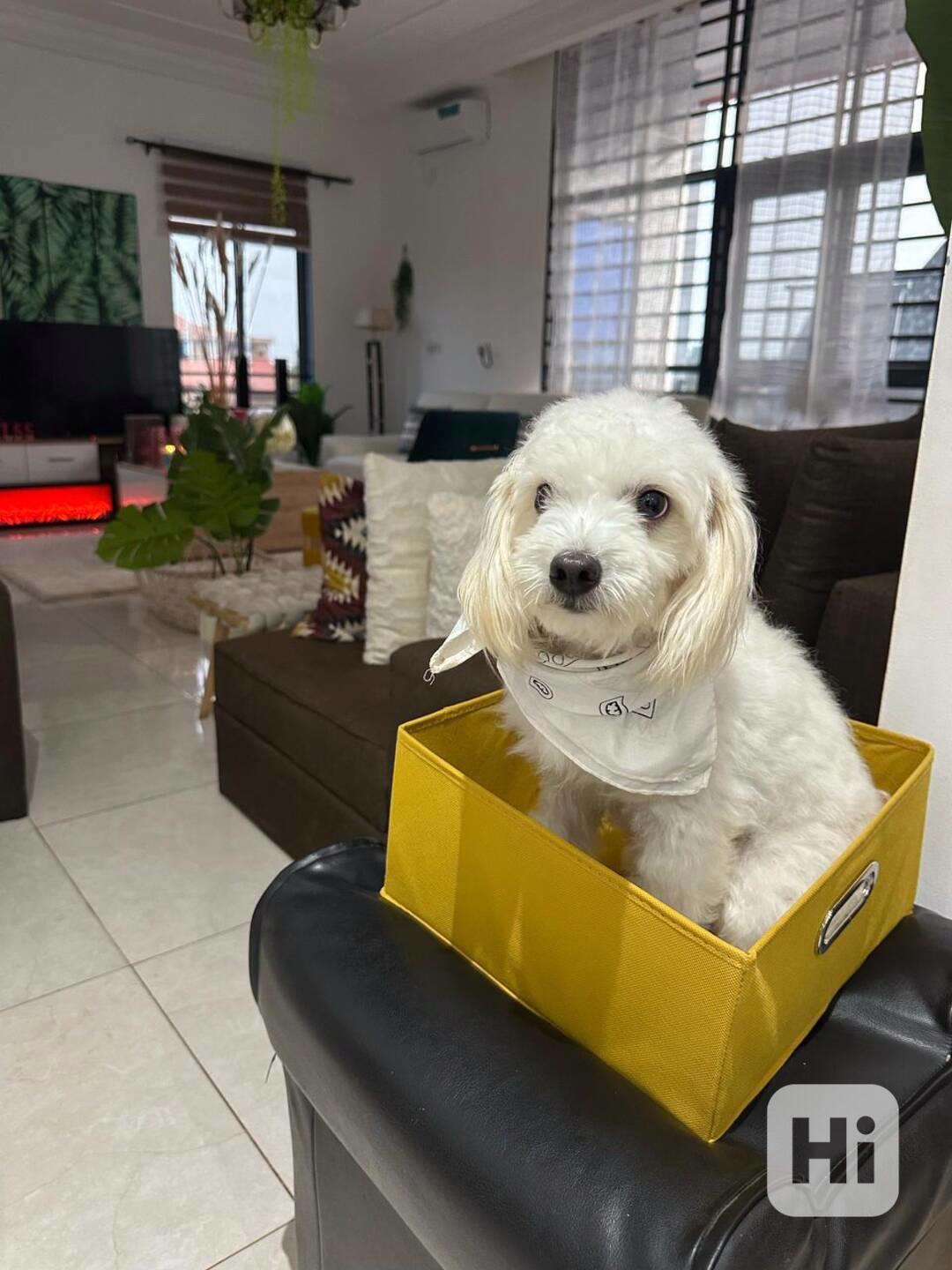 Gute Neuigkeiten! Neue Havaneser-Welpen sind da! - foto 1