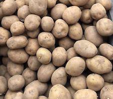 Kvalitní moravské sadbové brambory za 15,- - foto 1