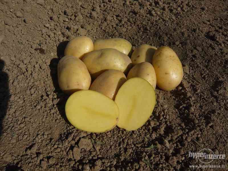 Kvalitní moravské sadbové brambory za 15,- - foto 2