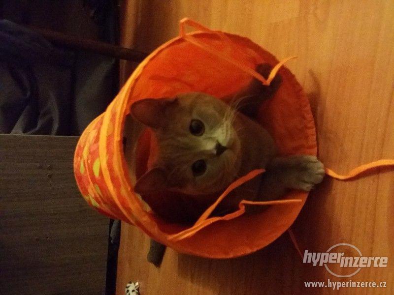 tunel pro kočky - foto 1