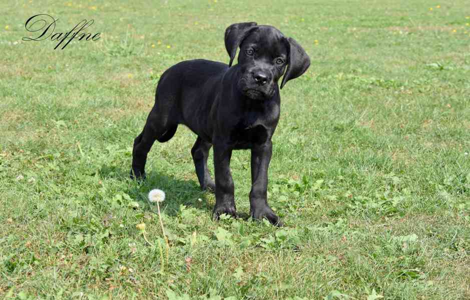 Cane Corso štěňátka s PP FCI - přátelská cena - foto 3