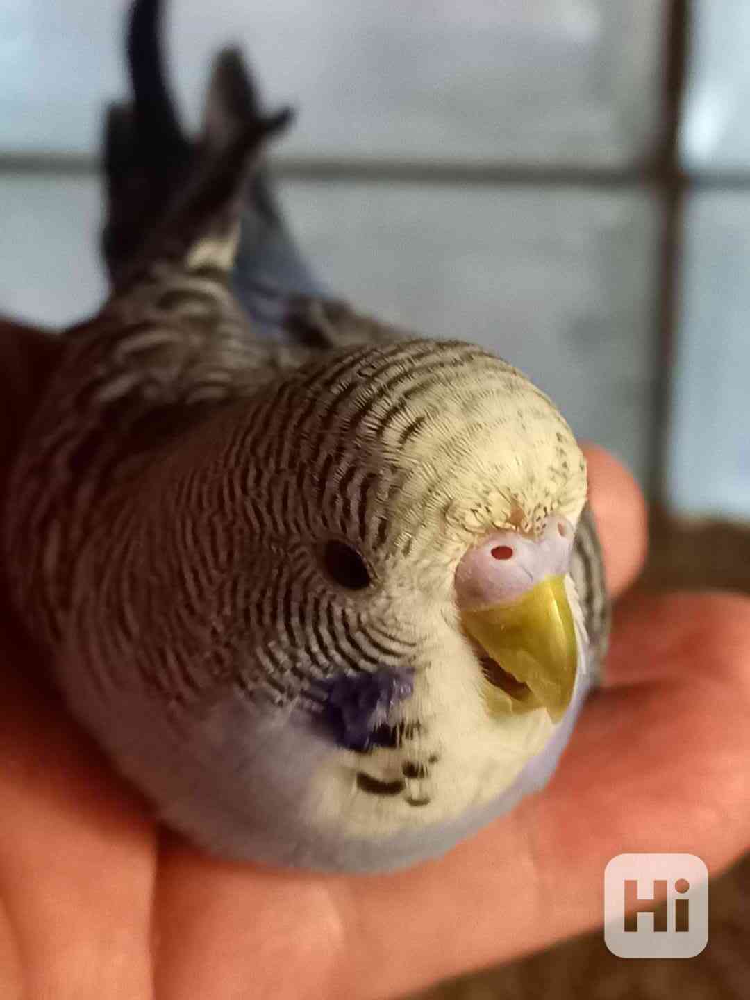 Andulku pro děti - foto 1