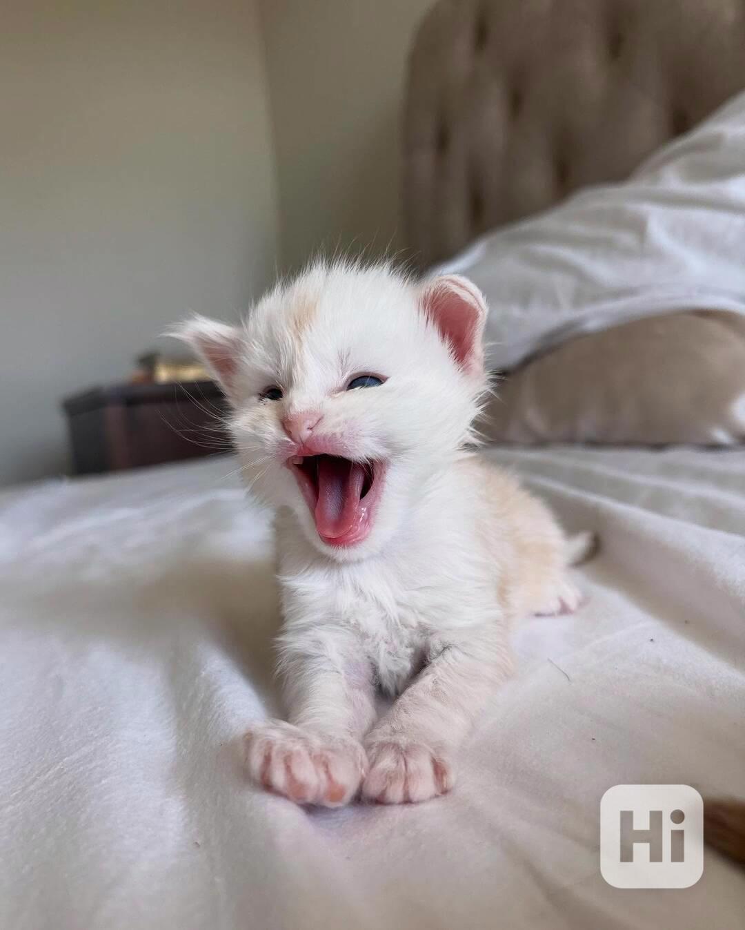 Roztomilá koťátka Mainské mývalí kočky k adopci - foto 1