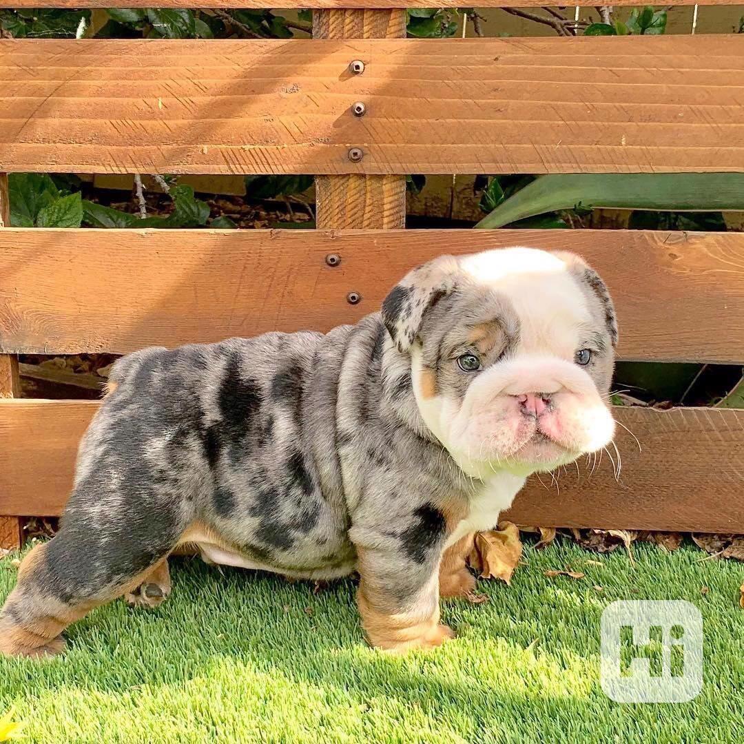 Tato nádherná štěňata anglického buldoka  - foto 1