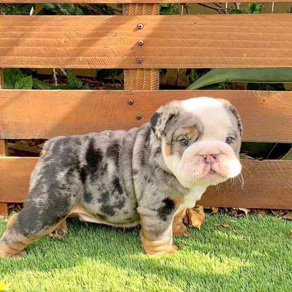 Tato nádherná štěňata anglického buldoka 