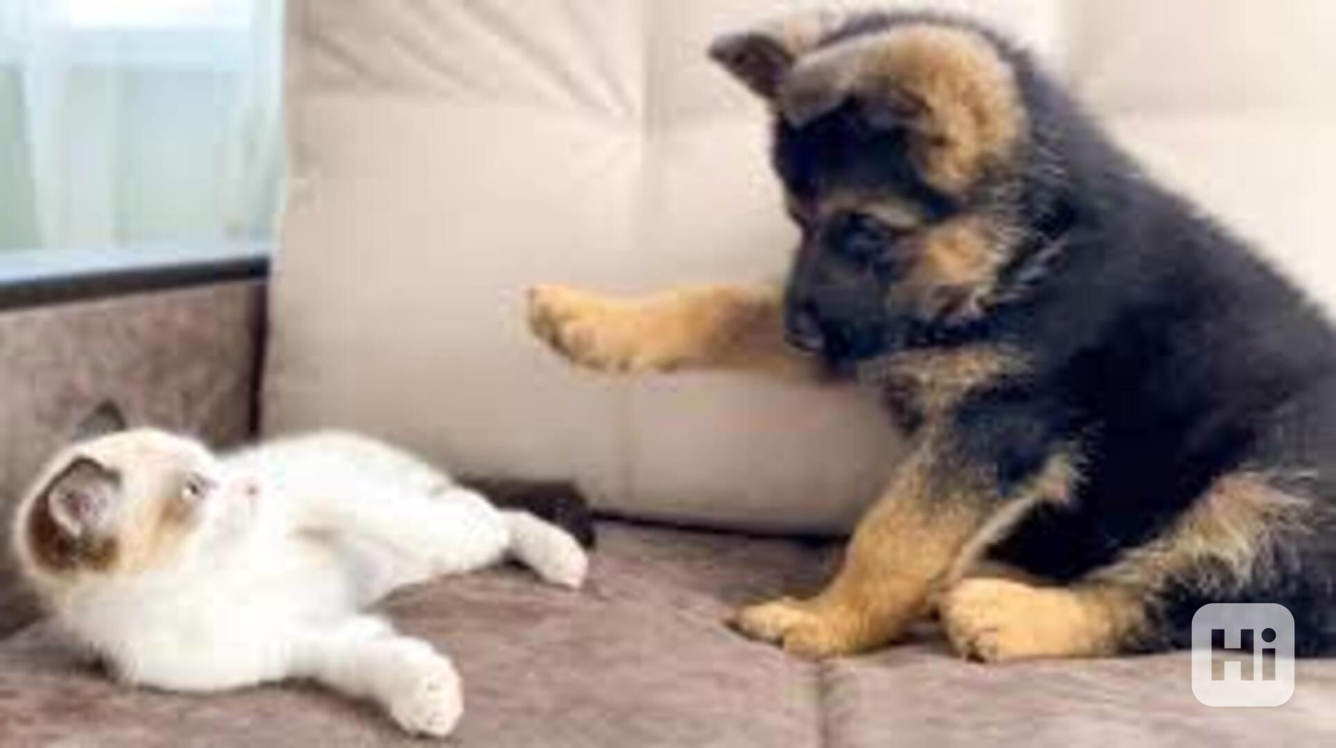 Kvalitní štěňata německého ovčáka Prodej kvalitních štěňat  - foto 1