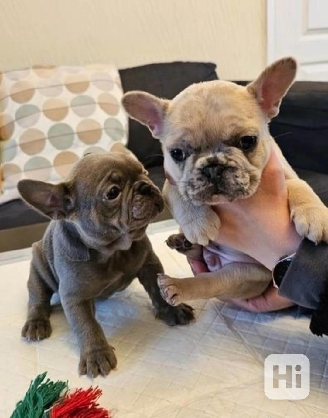 Štěňata francouzského buldočka k dispozici - foto 1