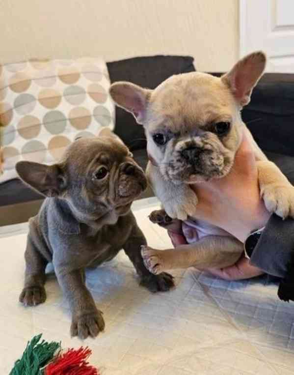 Štěňata francouzského buldočka k dispozici - foto 1