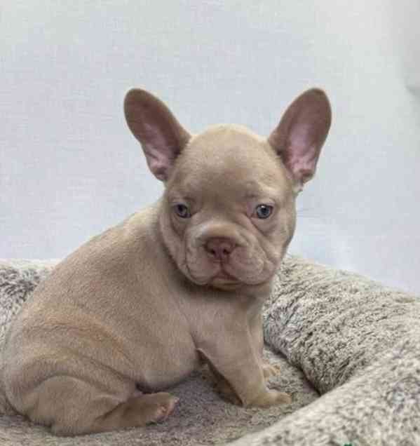 Štěňata francouzského buldočka k dispozici - foto 2