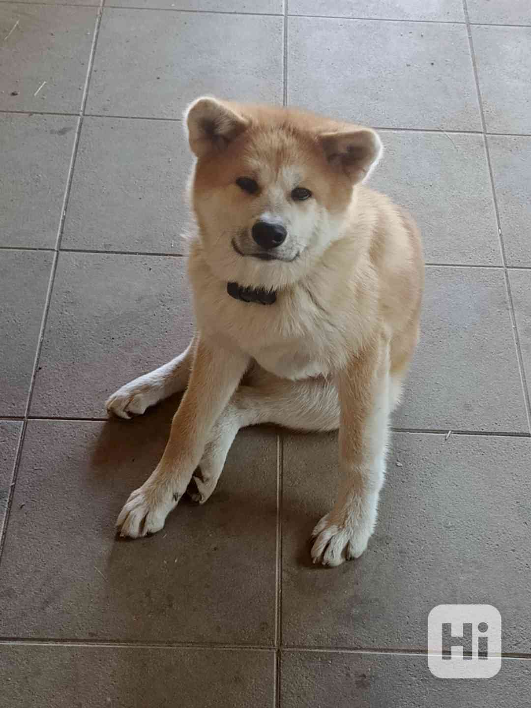 Akita inu - foto 1