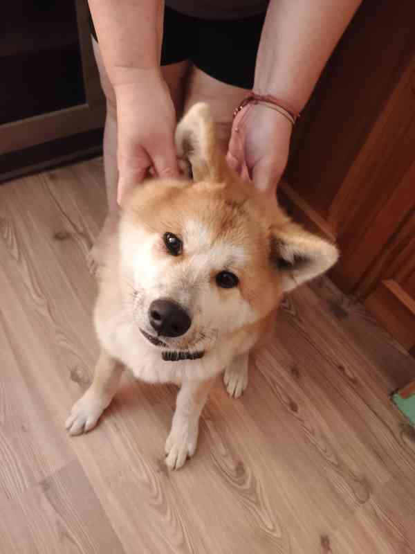 Akita inu - foto 5
