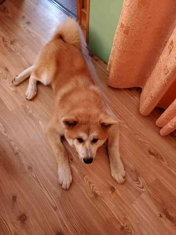 Akita inu - foto 2