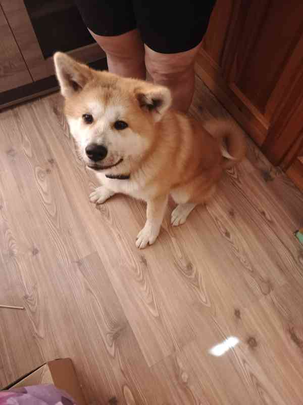Akita inu - foto 6
