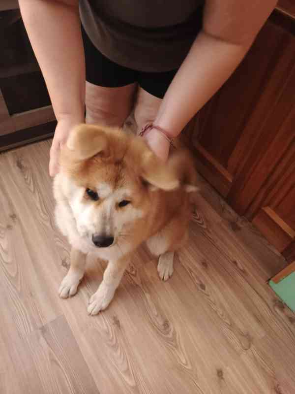 Akita inu - foto 3