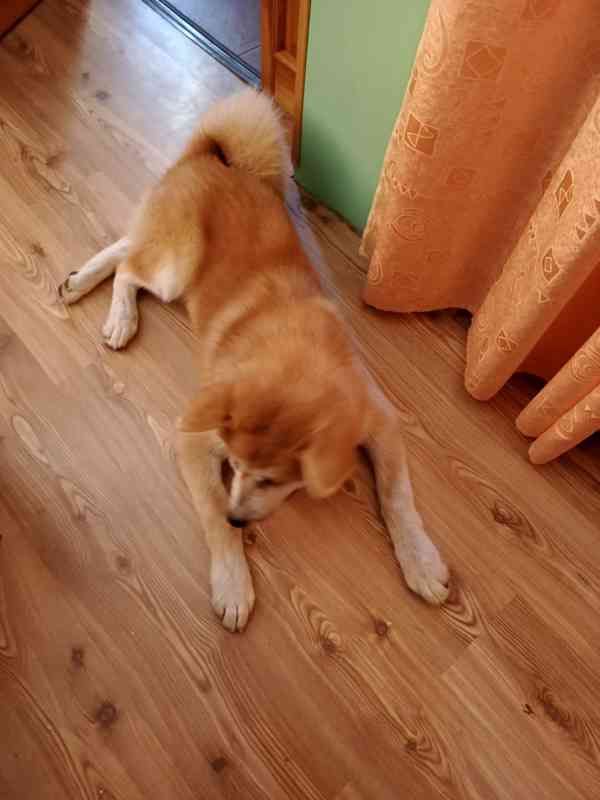Akita inu - foto 4