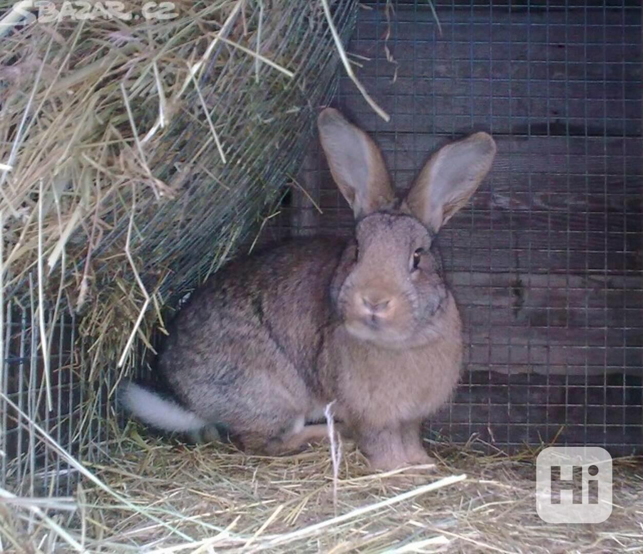 Samci a samice do chovu prodám.......... - foto 1