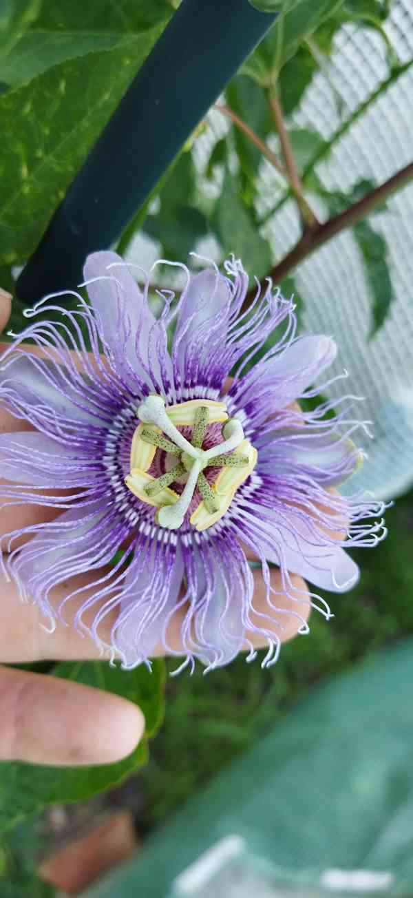 Passiflora Incarnata - Mučenka pletní