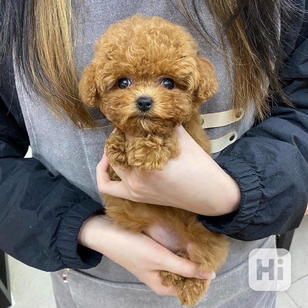 Štěňata pudlů vycvičená doma připravena - foto 1