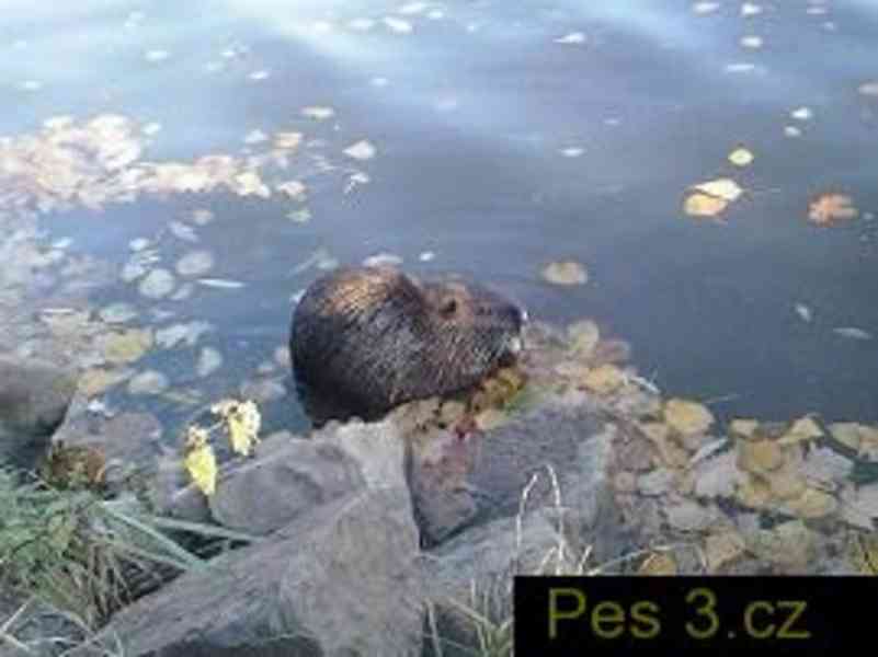 zahrada úklid - foto 2