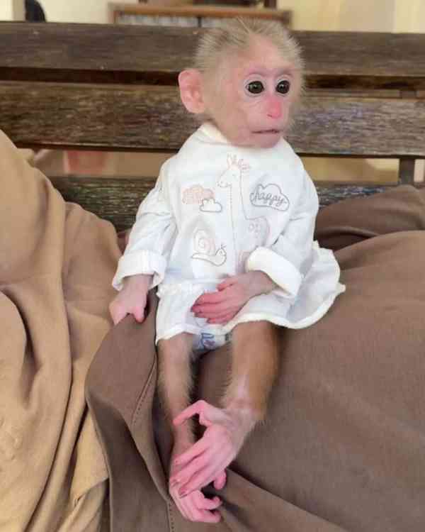 Máme tři kapucínské opice k adopci