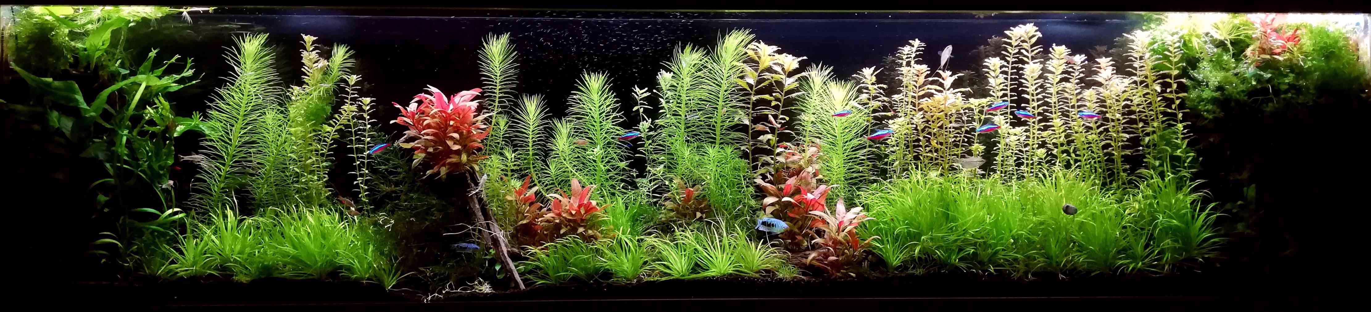 Akvarijní rostliny - Pravidelný prostřih z tohoto akvária - foto 1