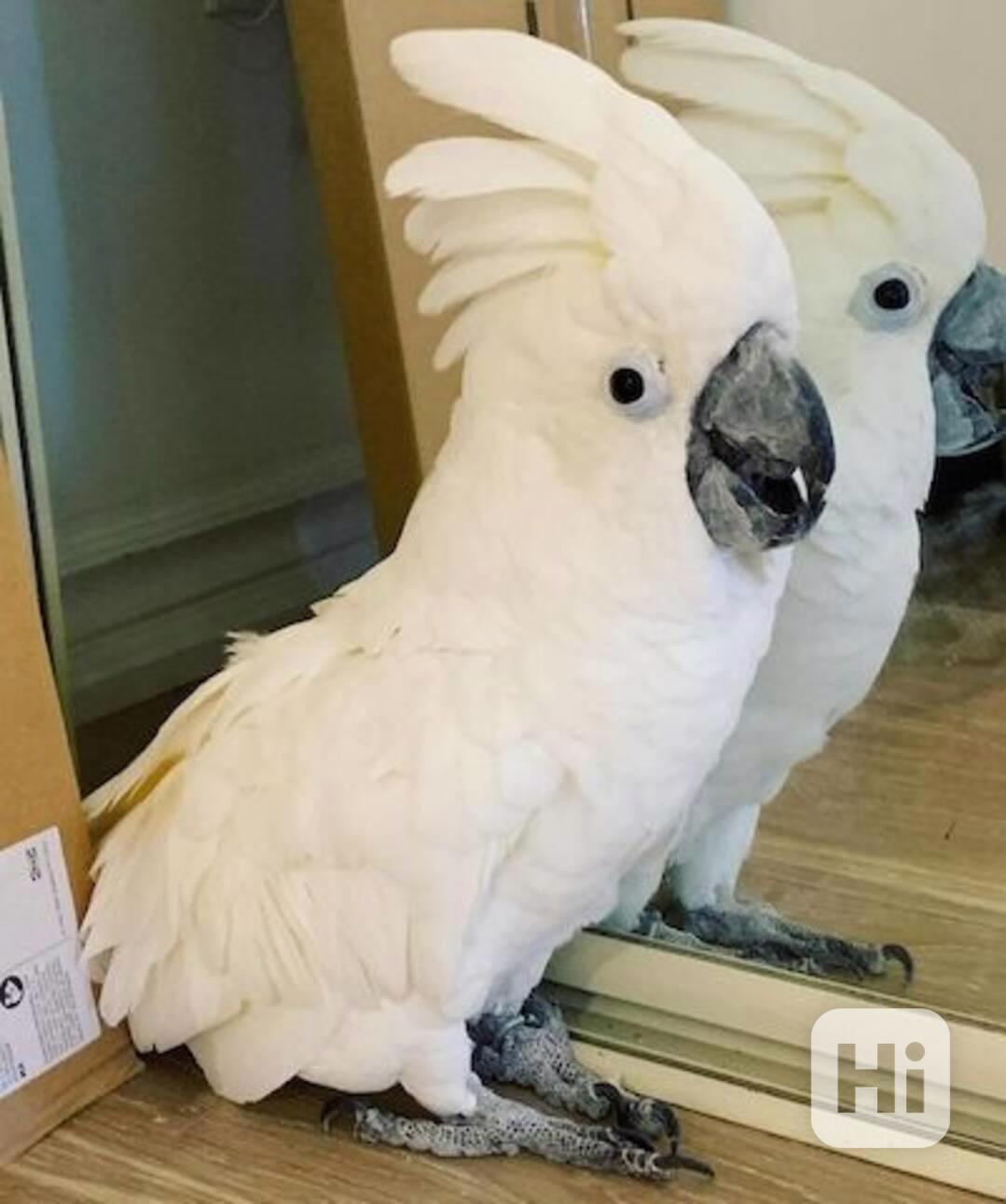 Dobře ochočení a socializovaní kakaduové k dispozici - foto 1