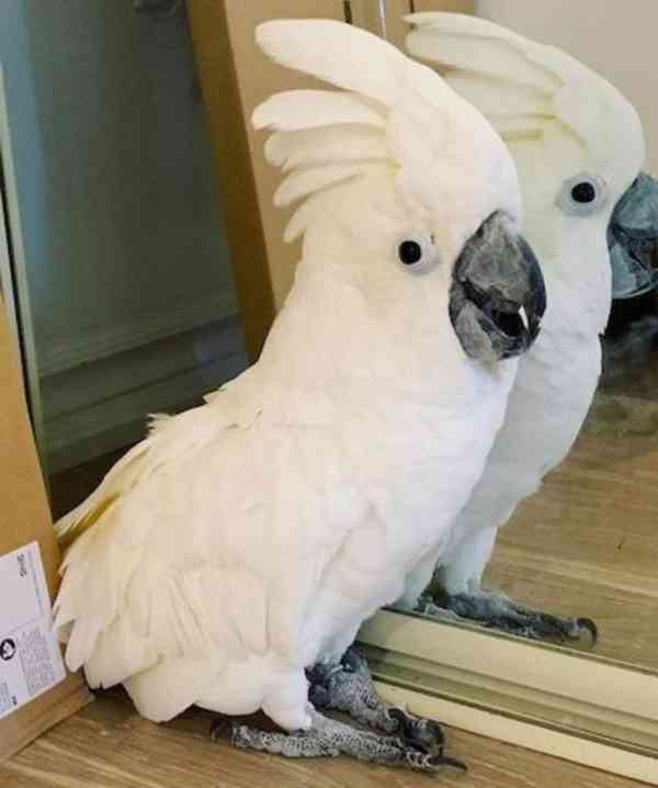 Dobře ochočení a socializovaní kakaduové k dispozici - foto 1