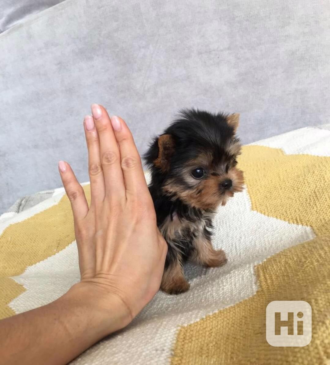 Prodám krásná štěňátka jorkšírského teriéra! - foto 1