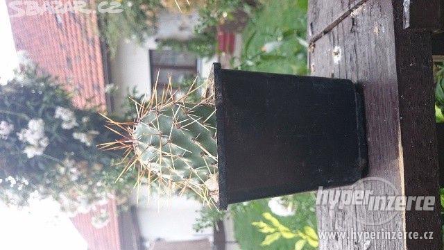 Mrazuvzdorné kaktusy opuncie - foto 1