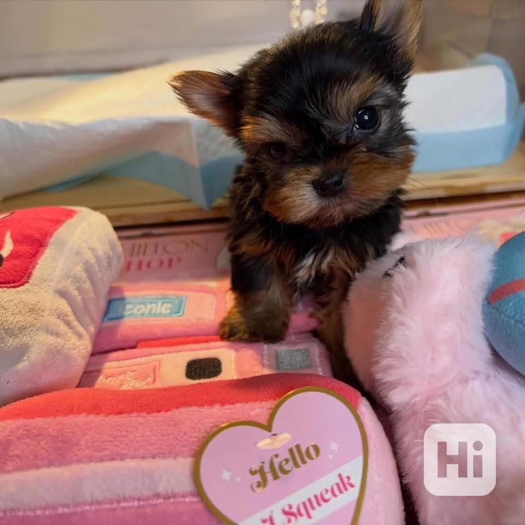 Štěňata Yorkshire teriéra WhatsApp: +34 691 11 04 90 - foto 1