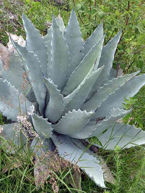 sazenice Agave temacapulinensis - foto 1