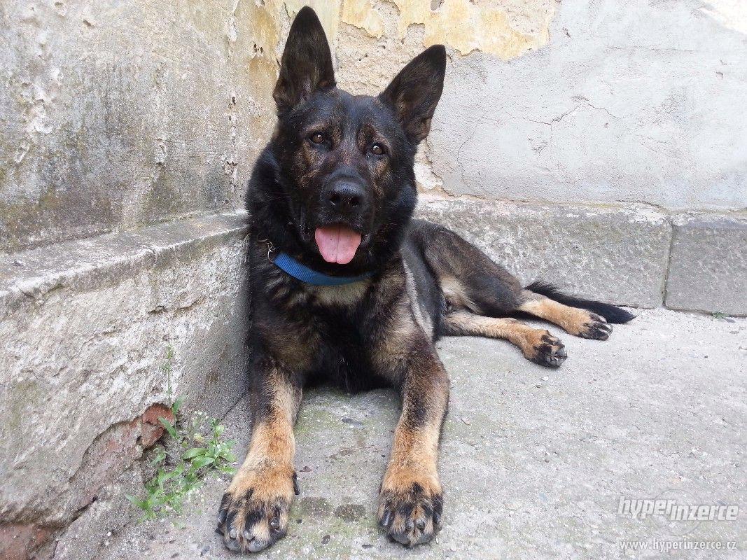 MIKY - Německý ovčák - K ADOPCI - foto 1