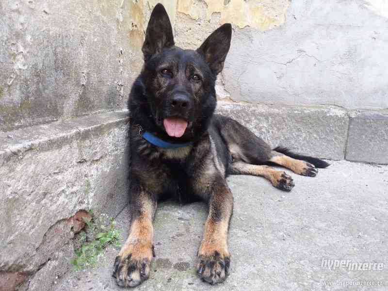 MIKY - Německý ovčák - K ADOPCI - foto 1