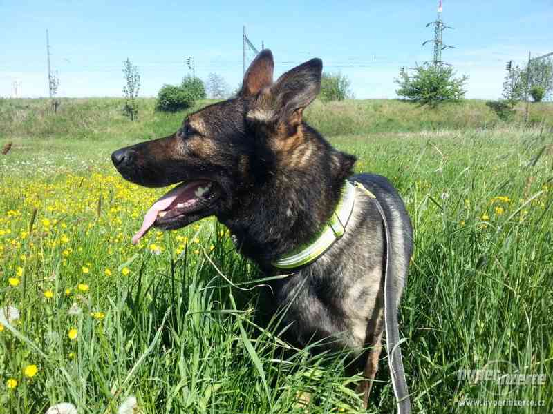MIKY - Německý ovčák - K ADOPCI - foto 4