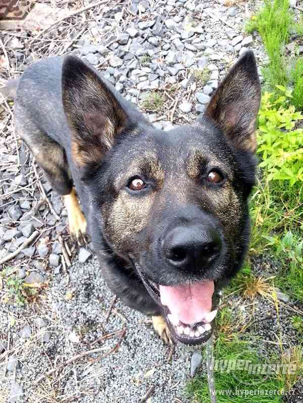 MIKY - Německý ovčák - K ADOPCI - foto 5